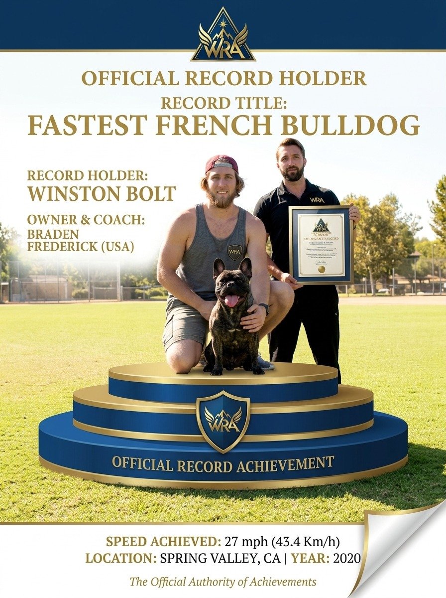 Winston Bolt — Fastest French Bulldog